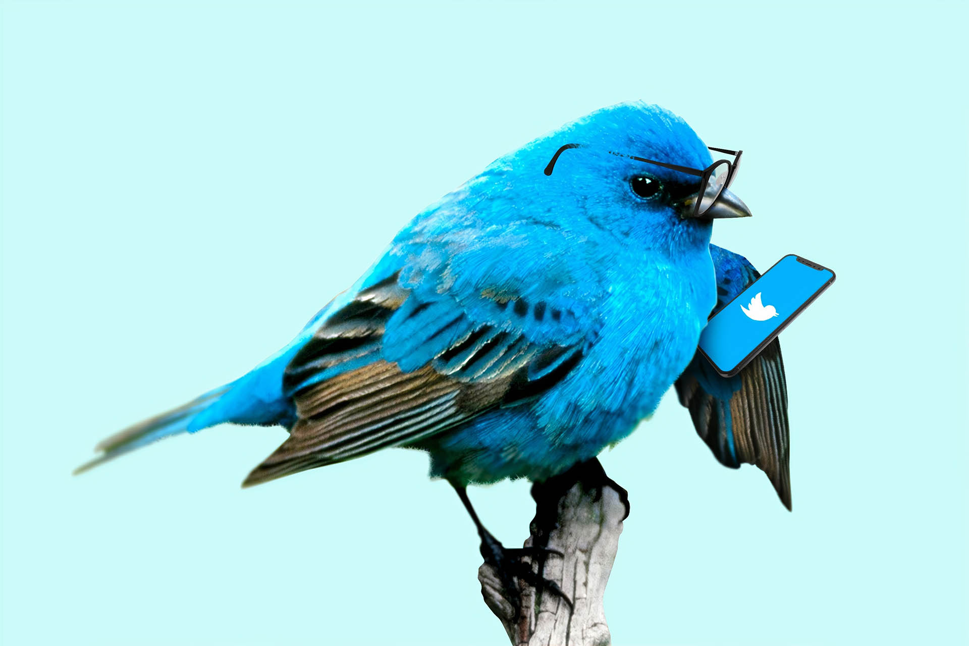 twitter tweet twitter blue