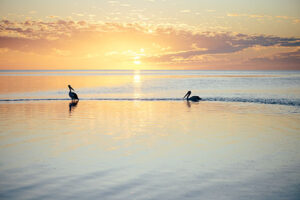 Shark Bay