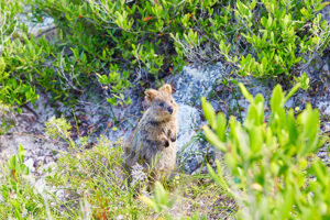 Quokka